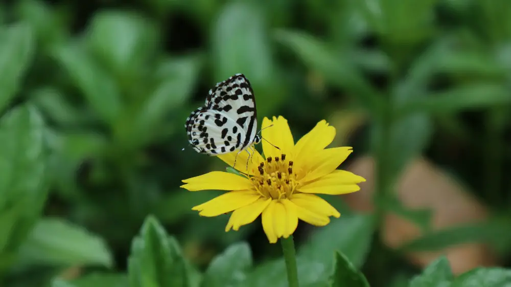 Tickseed with black and white spotted butterfly on top