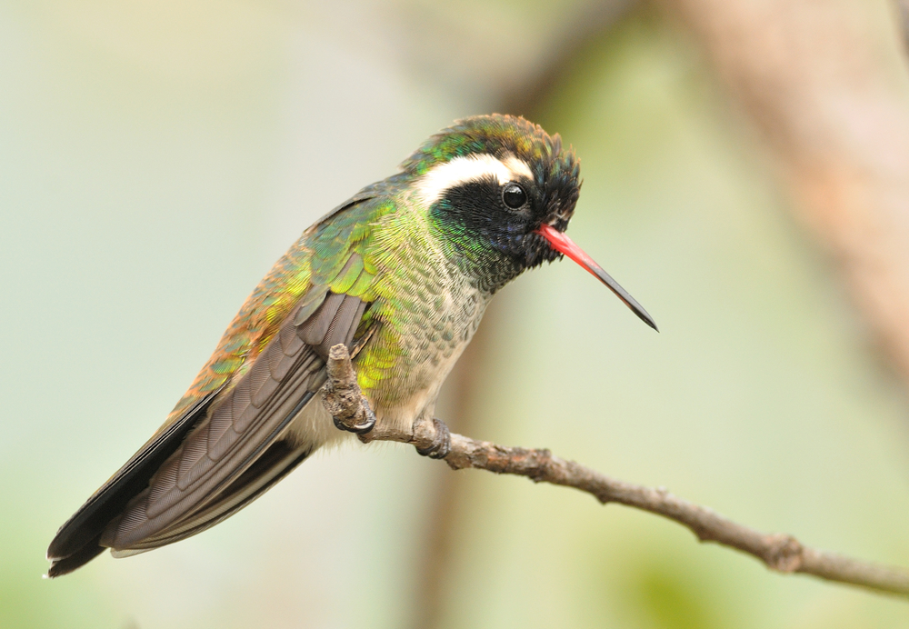 White-Eared Hummingbird perched on a branch