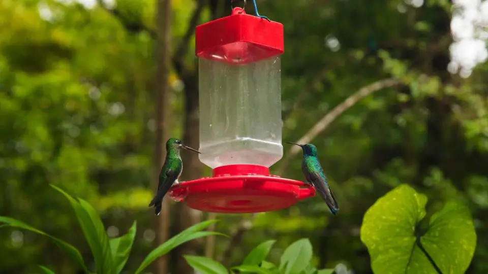 Two hummingbirds perched at feeder