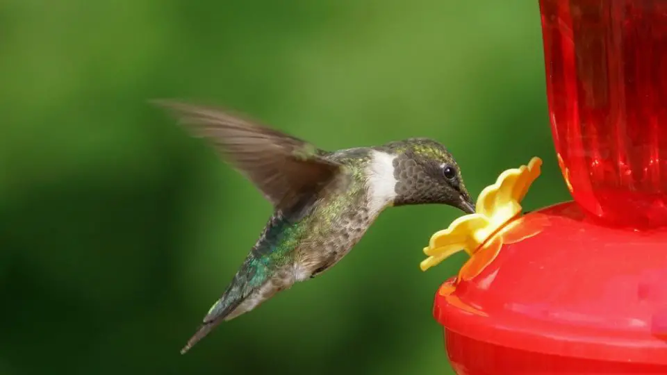 is store bought hummingbird nectar safe