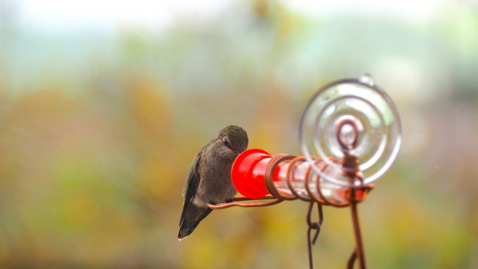 hummingbird feeding at a window hummingbird feeder