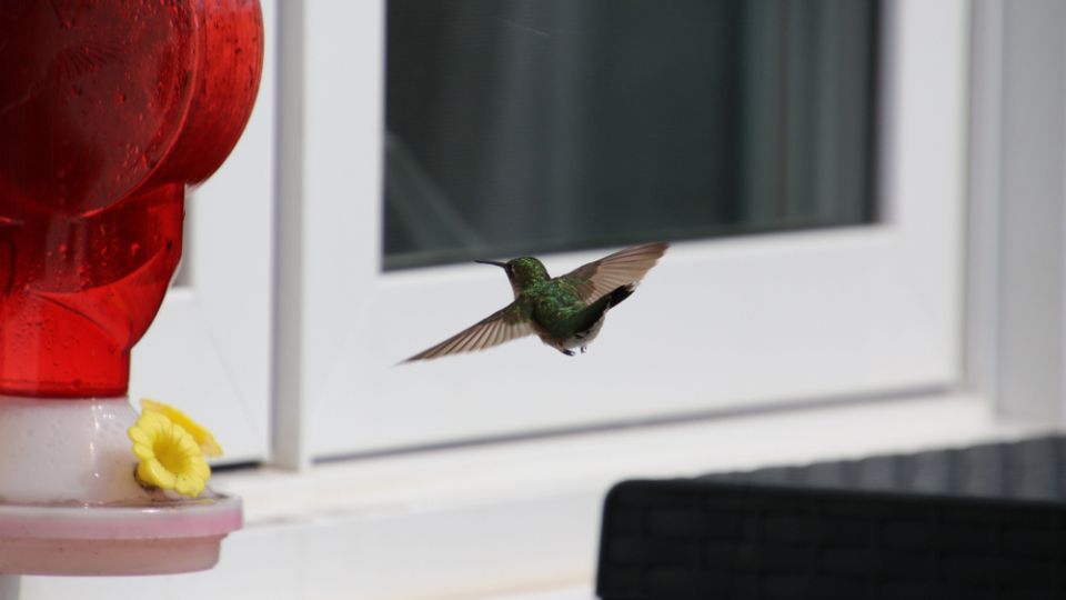 hummingbird flying near a window hummingbird feeder
