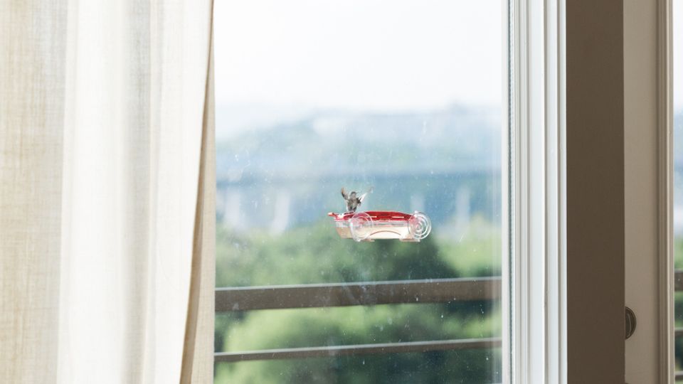 hummingbird at a window hummingbird feeder