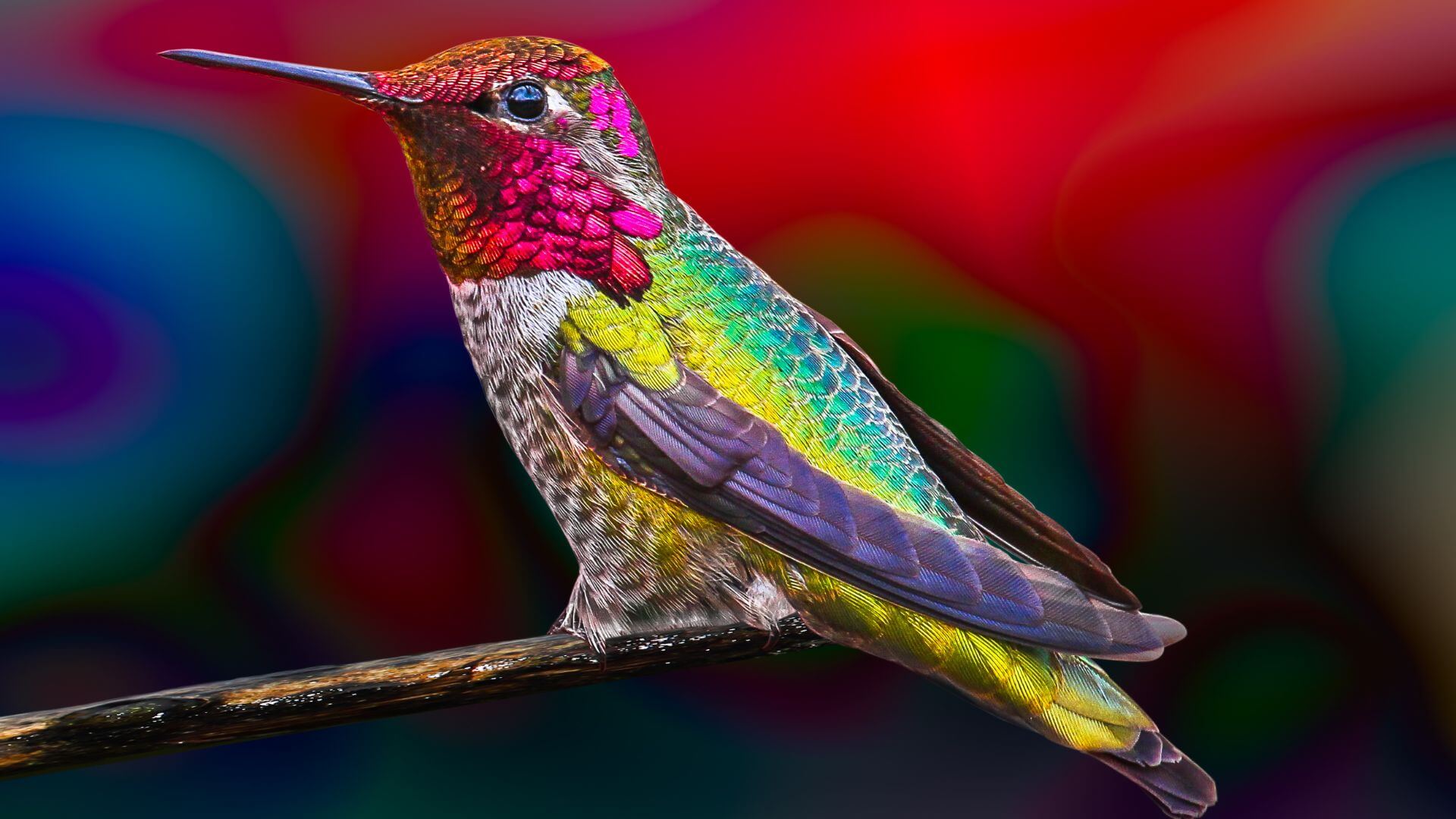 Are Hummingbirds Color Blind?