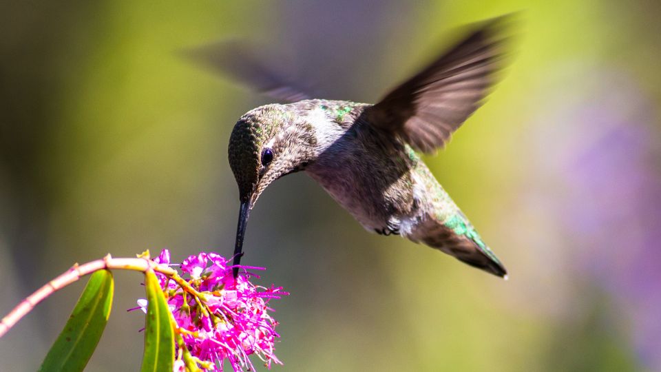 Hummingbirds are essential to the propagation of most of the plant life in South America