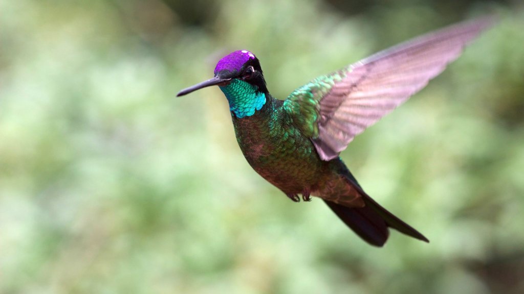 Scientists noticed that wild broad-tailed hummingbirds (Selasphorus platycercus) were especially successful in recognizing which color marks the sugar water.