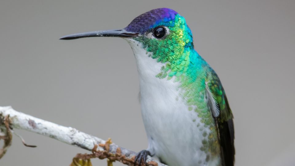 Hummingbird Monitoring Network