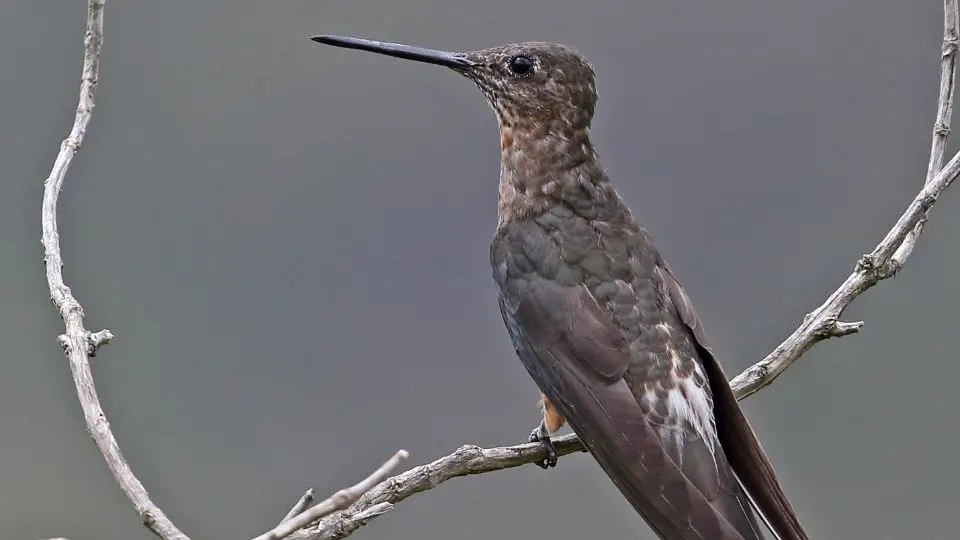 What Is The Largest Hummingbird In North America?