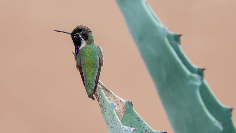 Hummingbirds have weak vocal cords compared to songbirds