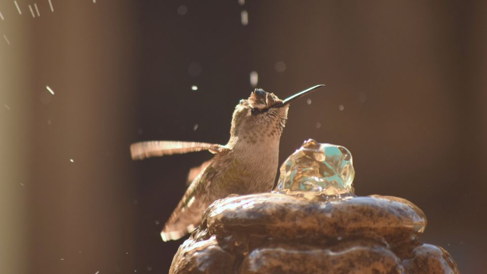 hummingbird water bath