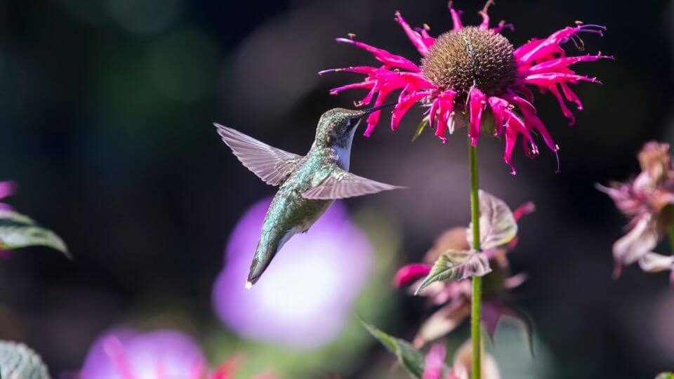 Are hummingbirds valuable to the economy?