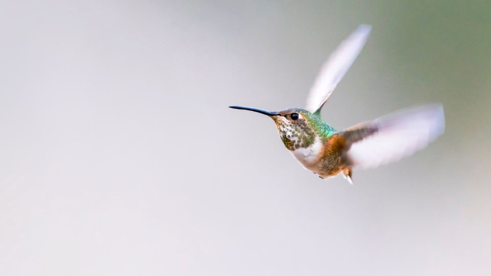 hummingbirds exert a lot of energy