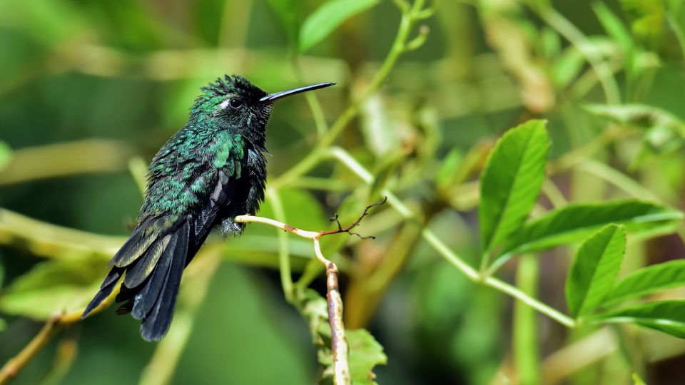 stunning Cuban emerald hummingbird, Riccordia ricordii