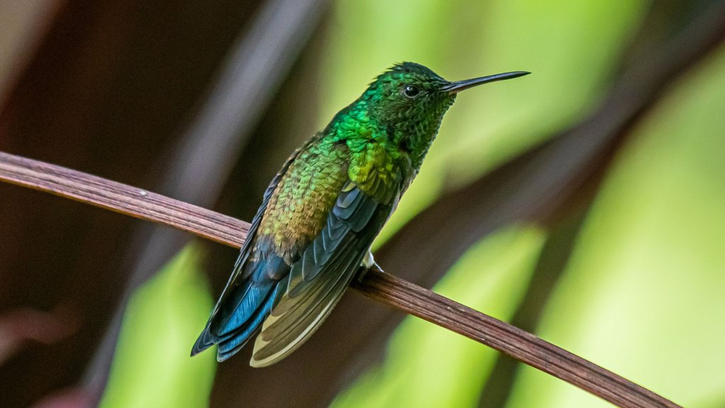 What Are Some Examples of Colors That Hummingbirds Might Not See?
