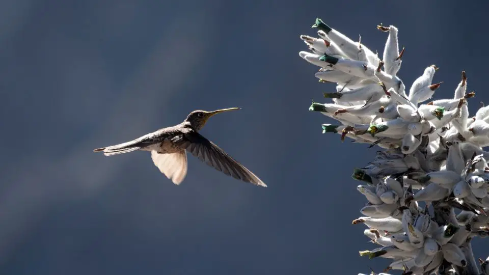 Giant Hummingbird