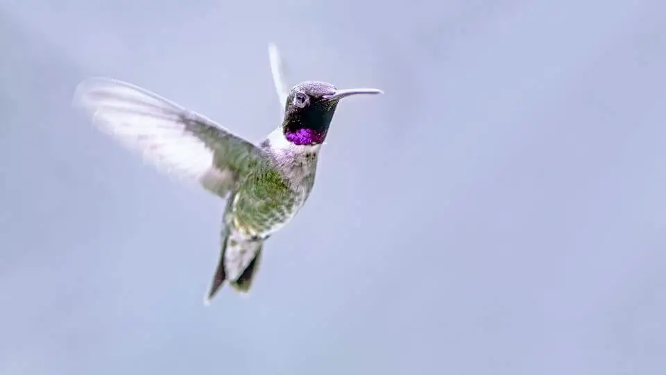 How fast does a hummingbird’s heart beat?