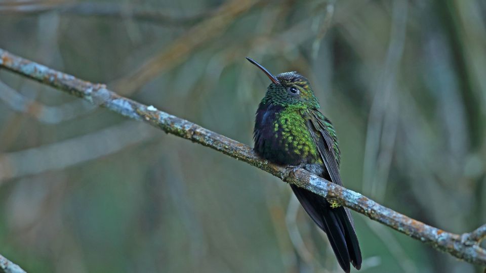 The Hispaniolan emerald (Riccordia swainsonii) hummingbird lives on the island of Dominican republic 