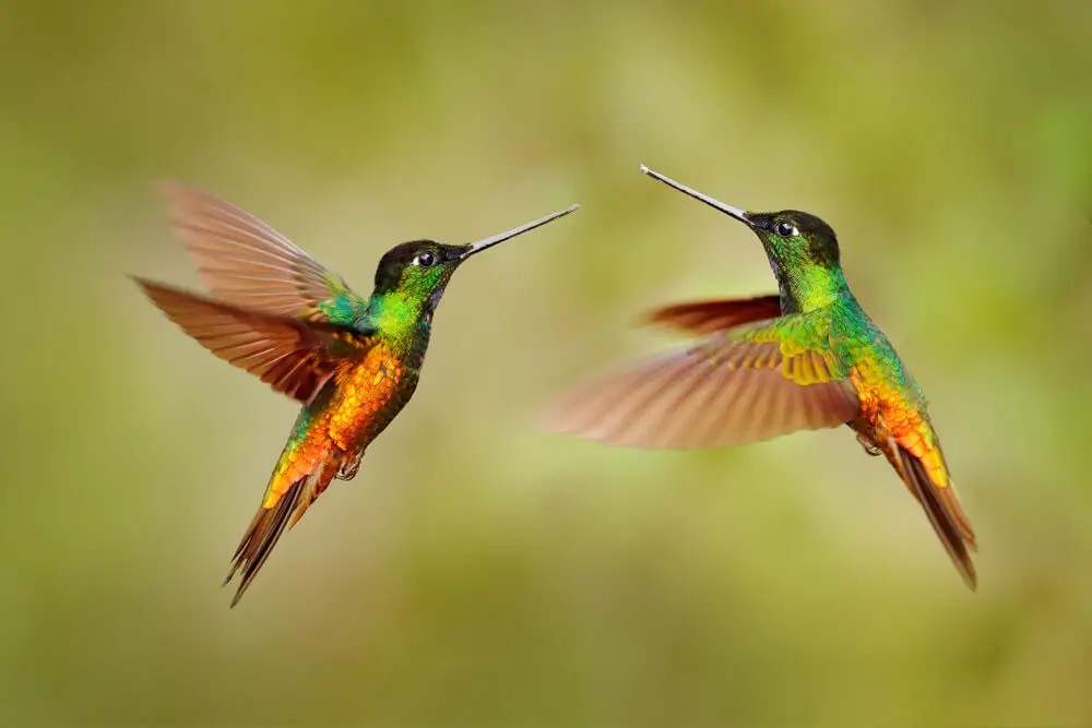 two hummingbirds