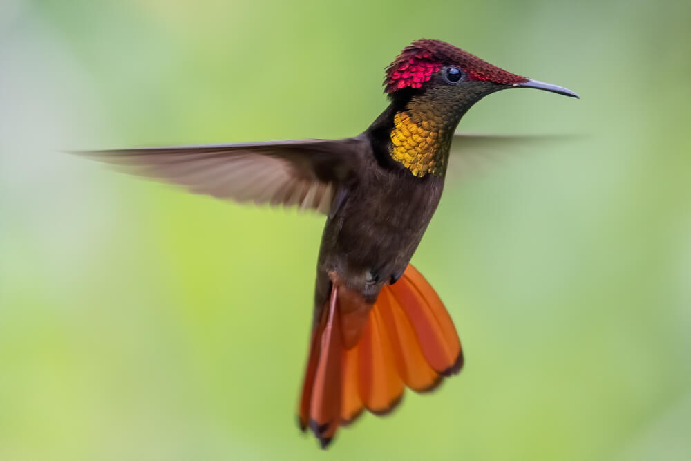 what hummingbirds symbolize