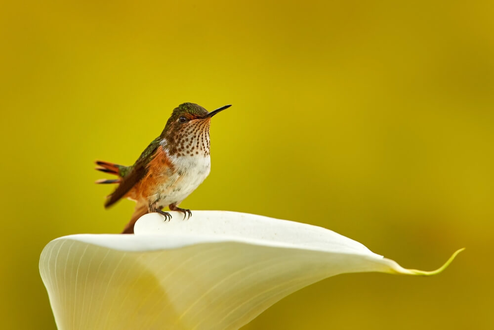 what hummingbirds symbolize