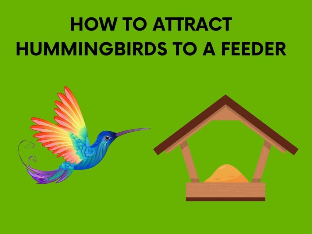 ATTRACT HUMMINGBIRD TO FEEDER