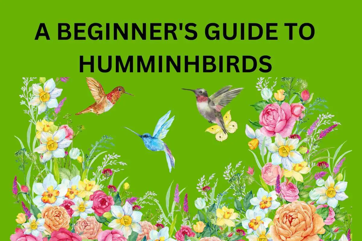 hummingbirds guide