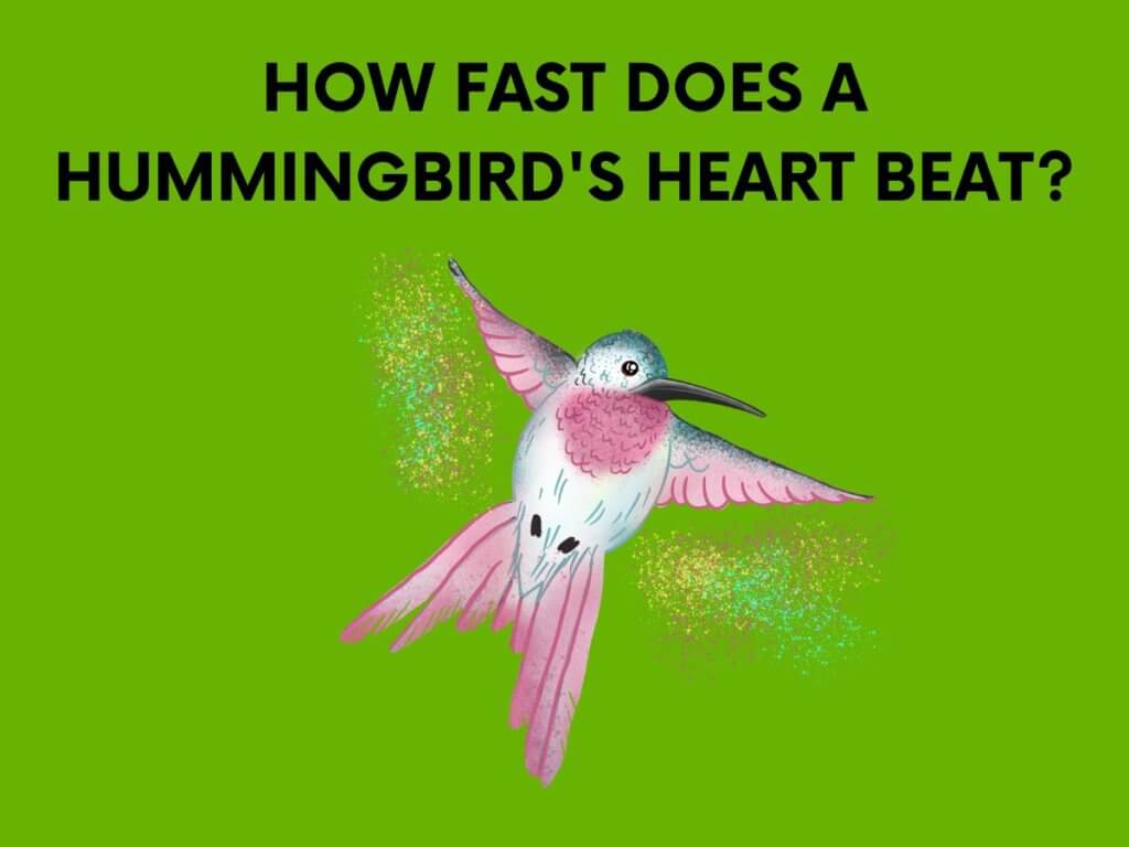 hummingbird heart beat