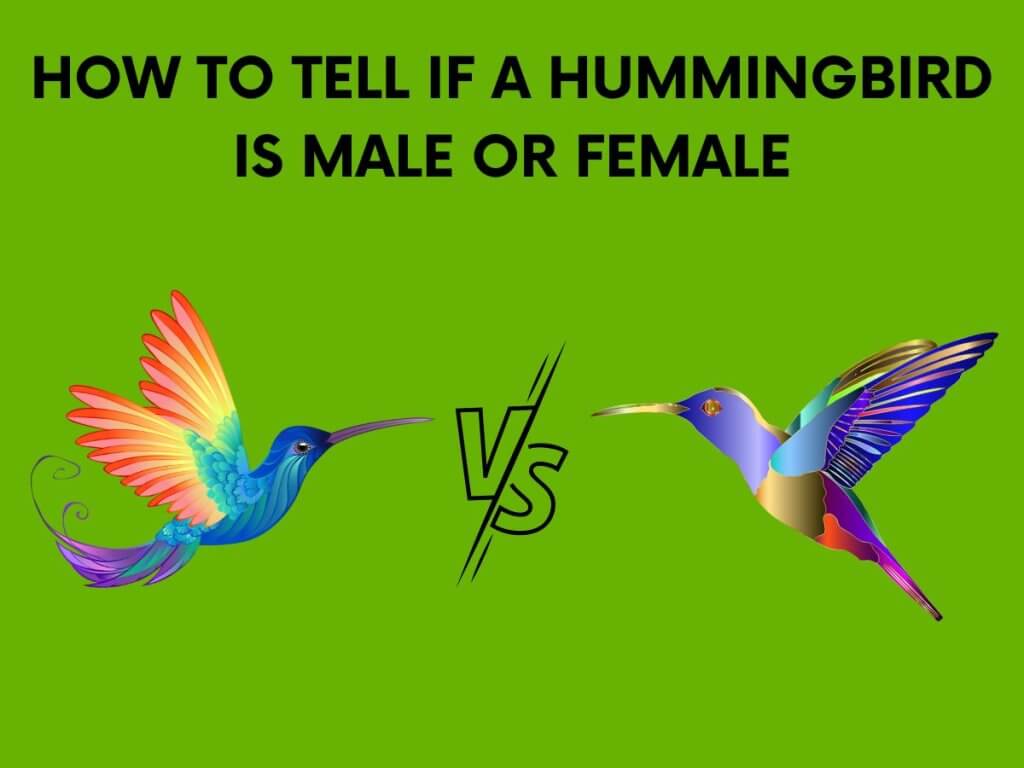 hummingbird male or female