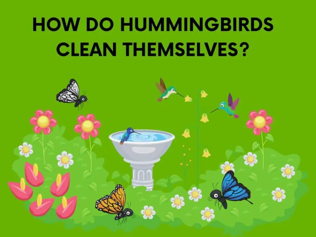 hummingbirds clean themselves