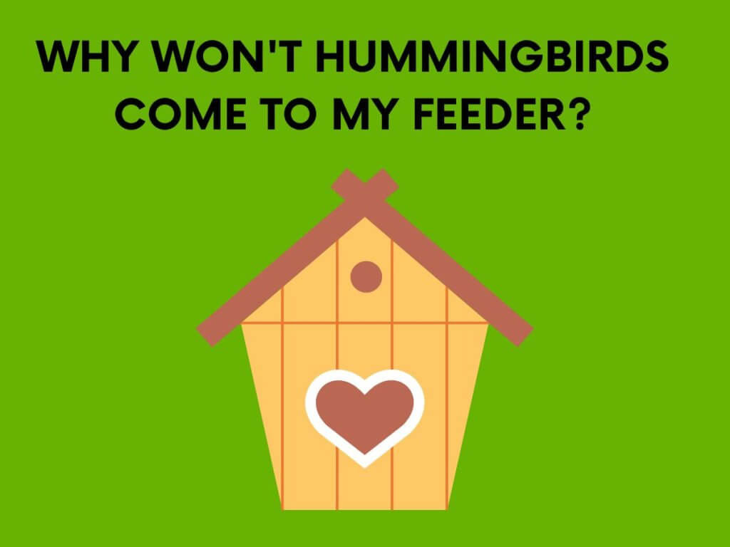 why won't hummingibirds come to my feeder